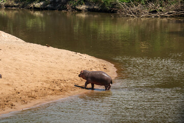 baby hippo by the river