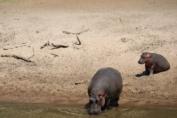 hippopotamus in the water