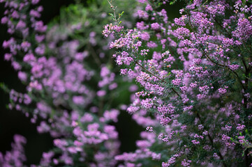 ジャノメエリカ