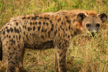 hyena in Serengeti