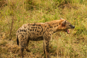 hyena in Serengeti