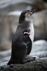 フンボルトペンギン