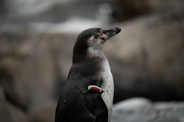 フンボルトペンギン