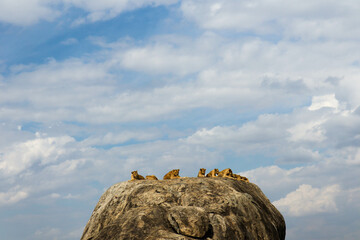 lioness on the rock