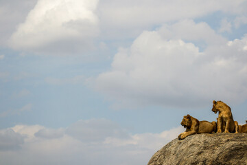 lion on the rock