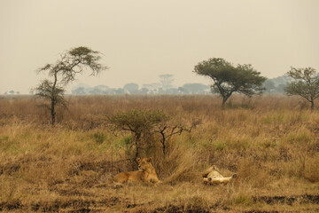 two lioness in the savanna 