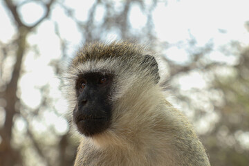 portrait of a vervet 