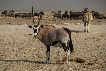 impala in the savannah