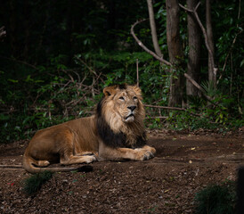 インドライオン