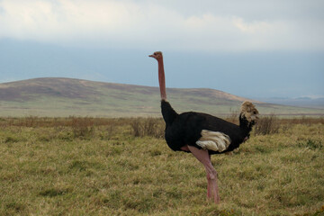 ostrich in the savannah