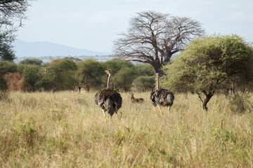 Naklejka na ściany i meble ostrich in the Serengeti park