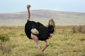 ostrich in the wild
