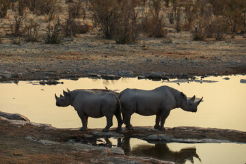 rhinos by the waterhole