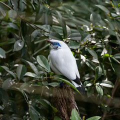 カンムリシロムク