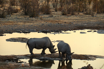 rhinos drinking at sunset