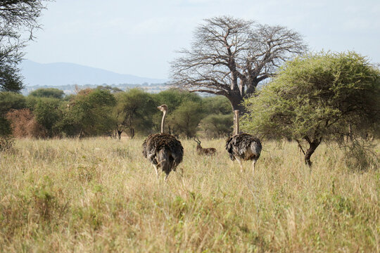 ostrich in the Serengeti park