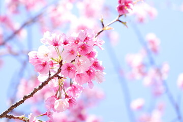 熱海桜