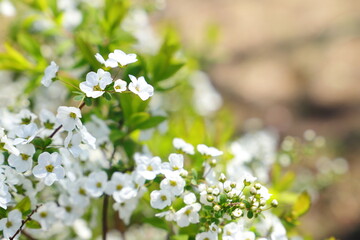ユキヤナギの花
