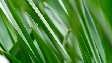 Obraz premium green grass close up
