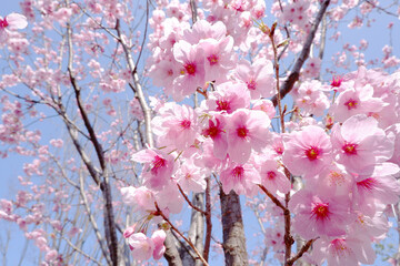 Pink Cherry blossom backgrounded blue sky. Spring blooming flower view. 