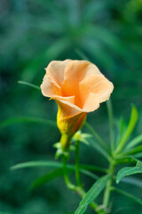 Naklejka premium Yellow oleander, Cascabela thevetia is a poisonous plant, Satara, Maharashtra, India