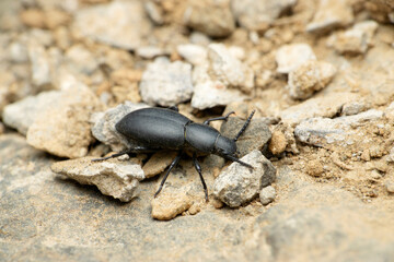 Black ground beetle species, Satara, Maharashtra, India