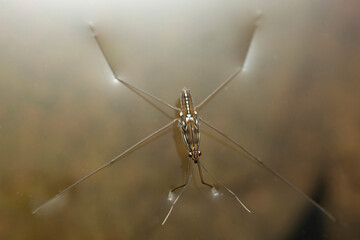Water skipper, Gerridae, Hemiptera,  Water bugs, pond skaters, water skippers, or jesus bugsSatara, Maharashtra, India 