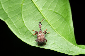 Indian giraffe neck weevil, Trachelophorus sp, Satara, Maharashtra, India 