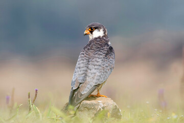 Amur falcon, Falco amurensis. It breeds in south-eastern Siberia and Northern China before migrating in large flocks across India and over the Arabian Sea , Lonavala India  