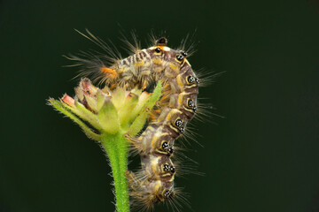 Moth caterpillar, Satara, Maharashtra, India 