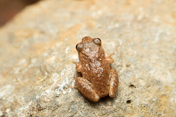 Raorchestes ghatei, common name Ghate's shrub frog is a species of shrub frogs endemic Western Ghats of Maharashtra ,Satara, Maharashtra, India 