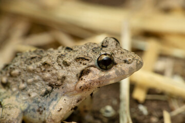 River field frog, Fejervarya limnocharis, Satara, Maharashtra, India