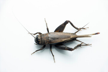 Field cricket insect, Satara, Maharashtra, India  - Powered by Adobe