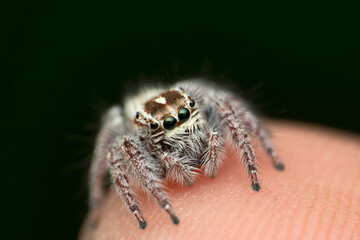 Jumping spider sp., Satara, Maharashtra, India