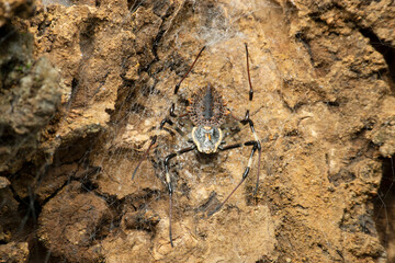 Ornamental tree trunk spider, Herennia multipuncta, Satara, Maharashtra, India