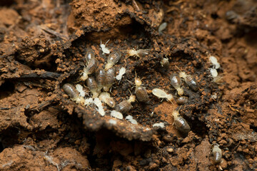 Termites also known as white ants., Satara, Maharashtra, India
