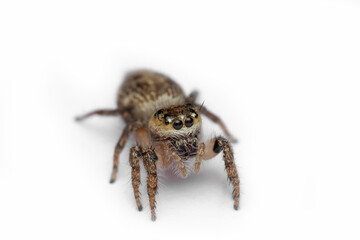 Heavy body jumping spider , Hyllus semicupreus, Satara, Maharashtra, India 