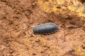 Woodlouse, plural woodlice, Satara, Maharashtra, India 