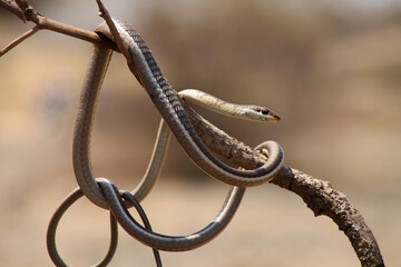 Bronze back tree snake , Dendrelaphis tristis, Satara, Maharashtra, India