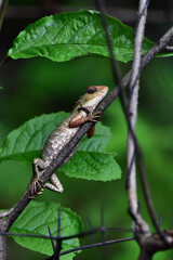 Garden lizard, Satara, Maharashtra, India