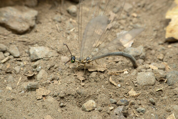 Female lacewing insect laying eggs in sand, Satara, Maharashtra, India 