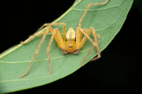 Yellow huntsman spider, Olios species, Satara, Maharashtra, India