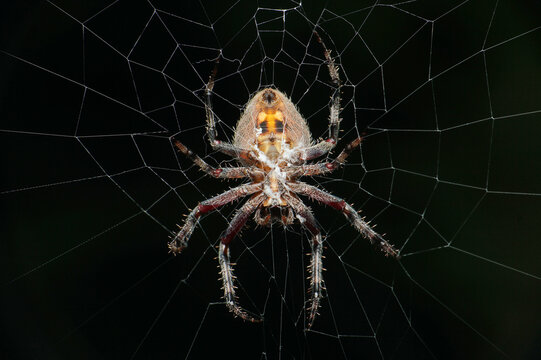 Spotted orb weaver spider, neoscona species, Satara, Maharashtra, India
