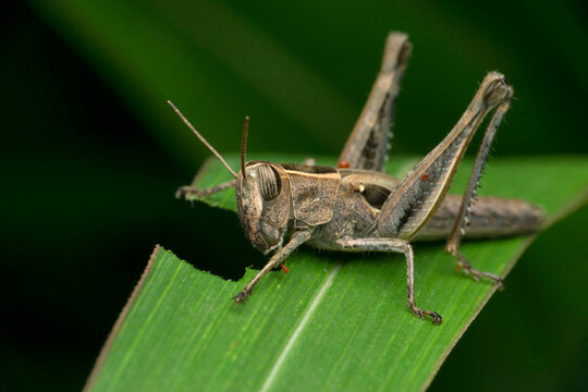 Parasitic mites on American grasshopper, Schistocerca americana, Satara, Maharashtra, India
