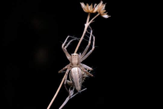 Grey lynx spider , Oxyopes gracilipes, Satara, Maharashtra, India 