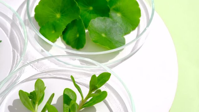 A closeup view of gotu kola broccoli purslane in spinning petri dish
