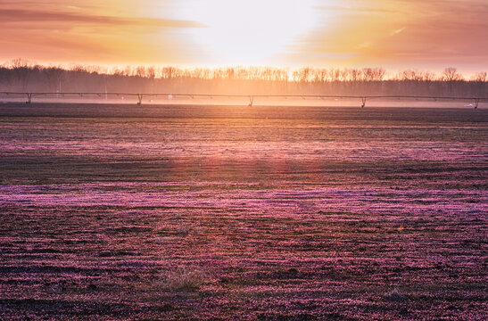 View of Midwestern field with blooming henbit wildflower  at sunset