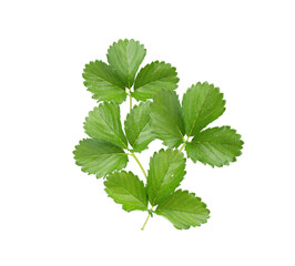 Strawberry leaves on white