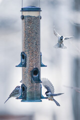 birds feeding and playing at the feeder