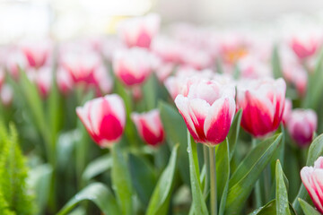 Pink tulip garden background, spring season, outdoor day light